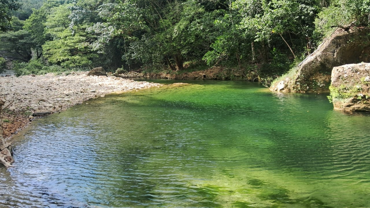 Bosque tropical del proyecto